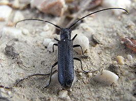 Glanzende lindenboktor