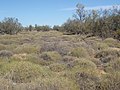 Spinifex Country, Yelarbon, 2019