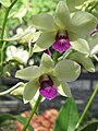 Dendrobium cultivar