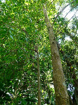 Trunk and branches