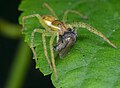 Junger Uferjäger mit erbeuteter Fliege