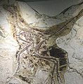 Anchiornis huxleyi - middle jurassic Liaoning IMG 5203 Beijing Museum of Natural History.jpg