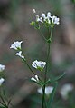 Färber-Meier (Asperula tinctoria)