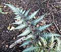 Athyrium niponicum