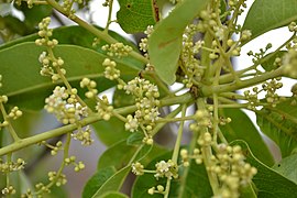 Flowers and flower buds