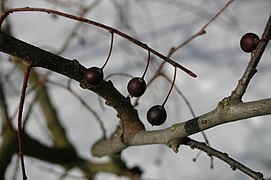 Zweig mit Früchten