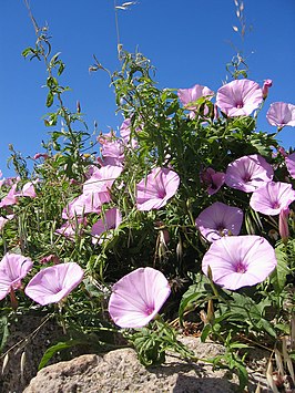 Mediterrane winde