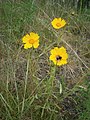 Coreopsis lanceolata