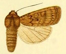 Protexarnis opisoleuca