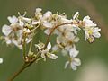 Filipendula vulgaris: detail of the inflorescense, Photo by Kristian Peters