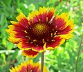 Gaillardia x grandiflora