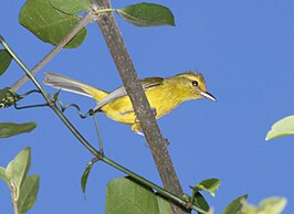 Goudbuikvireo