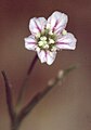 Gypsophila muralis