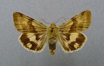 Heliothis maritima – Specimen