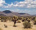 Joshua Tree National Park (California, USA) -- 2012 -- 5663 (crop).jpg