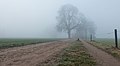 Bäume im Nebel am Lochemse Berg