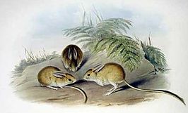 Bruine Australische springmuis