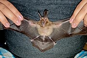 Brown bat