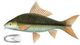 Osteochilus waandersii