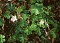 Oxalis oregana