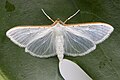 Palpita vitrealis