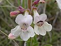 Close up of Penstemon albidus, 7 June 2005