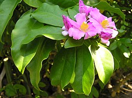 Pereskia grandifolia