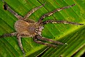 Brasilianische Wanderspinne