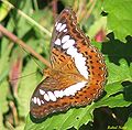 Limenitis procris