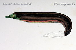 Rhamphichthys pantherinus