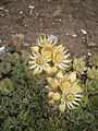 Sempervivum grandiflorum