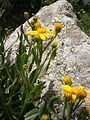 Senecio pyrenaicus