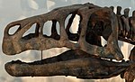 Skull of Shansisuchus on display at the museum.