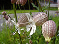 Guşa porumbelului (Silene vulgaris)