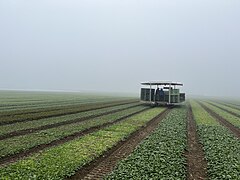 Zeigt eine Erntemaschine für Spinat im Nebel aus der Ferne auf einem landwirtschaftlichen Spinatfeld