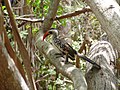 Rotschnabeltoko Red-billed Hornbill