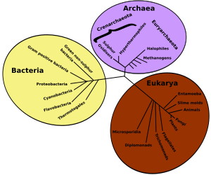 Evrimsel biyoloji