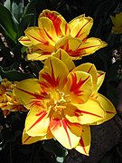 Dubbele tulp 'Monsella'