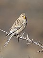 Carduelis flavirostris