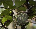 vrouwtje op nest