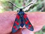 Zygaena filipendulae – Oberseite