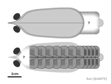 A diagram reconstruction of Erratus sperare