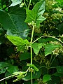 Female specimen in spring