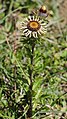 Carlina vulgaris