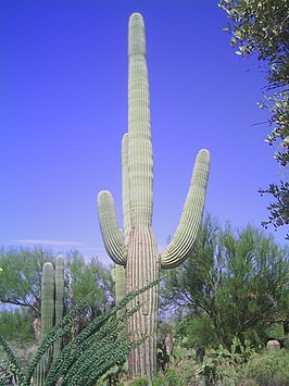 Saguaro (cactus)