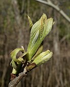 foliage