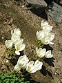 Colchicum speciosum 'Album' overview