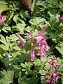 Corydalis solida