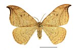 Drepana curvatula – Specimen