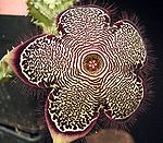 Edithcolea grandis var. baylissiana